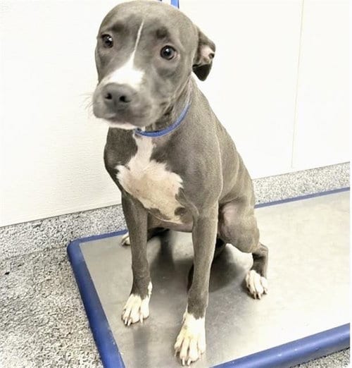 Photo of Boston, adoptable Pit Bull Terrier in Houston, Texas
