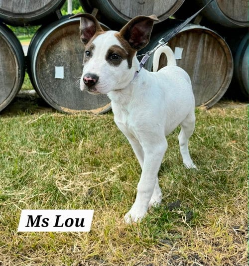 Photo of Lou, adoptable American Pit Bull Terrier in Chester, Virginia