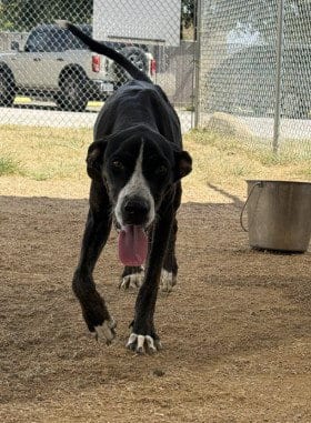 Photo of Amigo, adoptable Plott Hound in Killeen, Texas