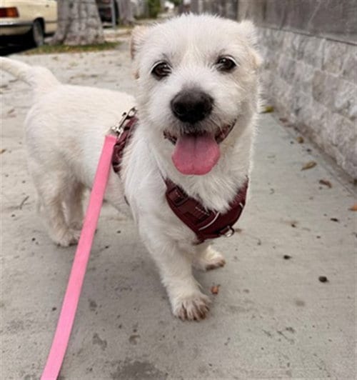 Photo of Badger, adoptable Border Terrier in Orange, California