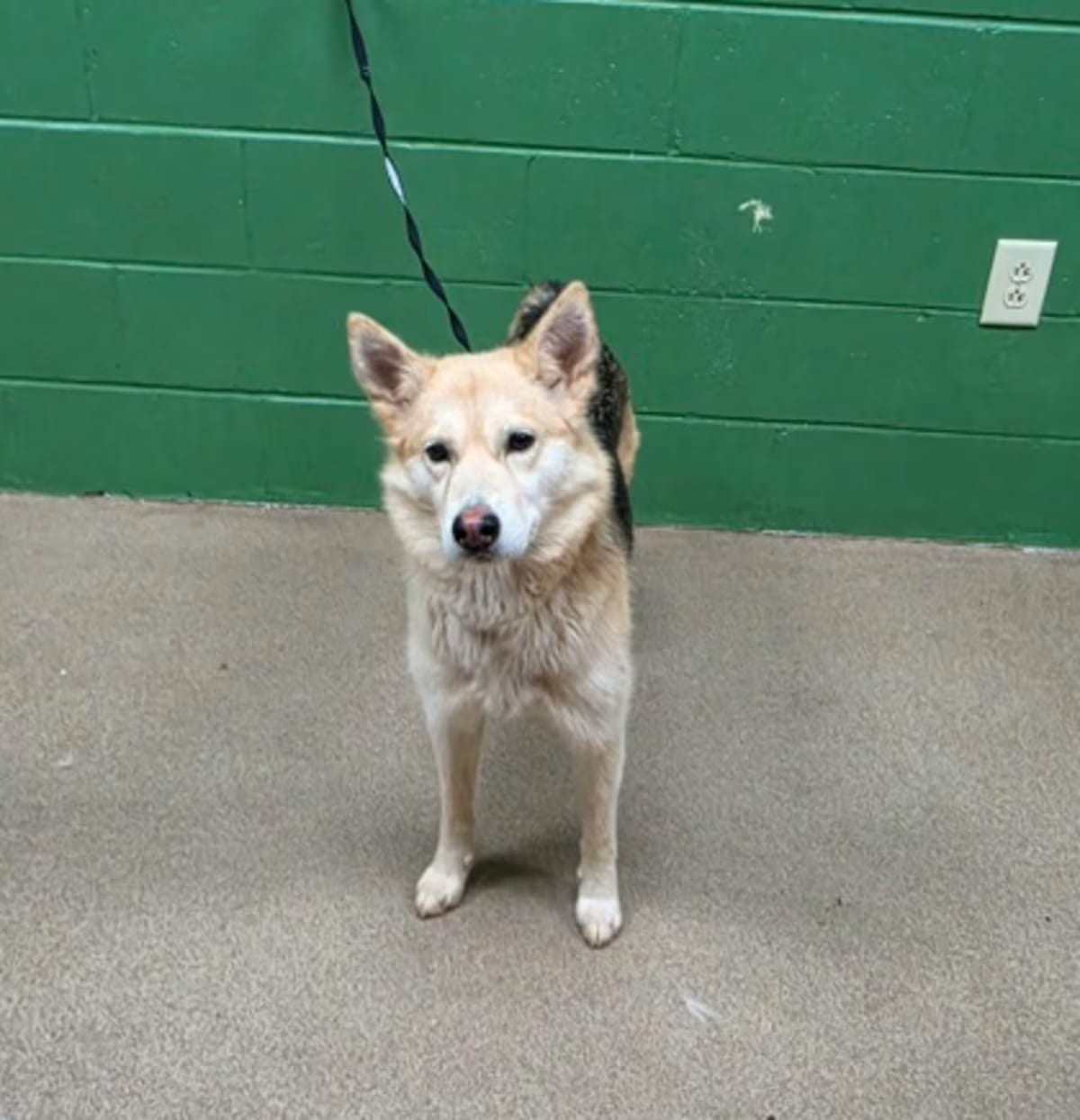 Photo of Rochelle, adoptable Husky/German Shepherd Dog in Anderson, South Carolina