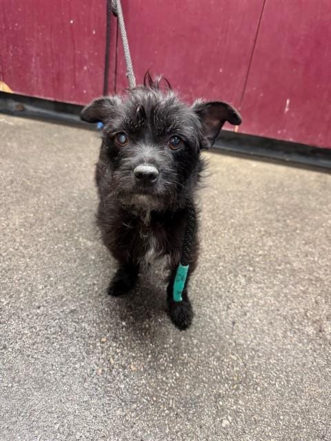 Photo of Twyla, adoptable Terrier in Downey, California