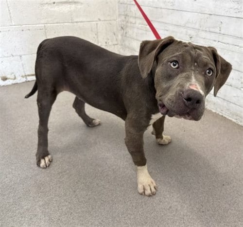 Photo of Brie, adoptable Pit Bull Terrier in San Bernardino, California
