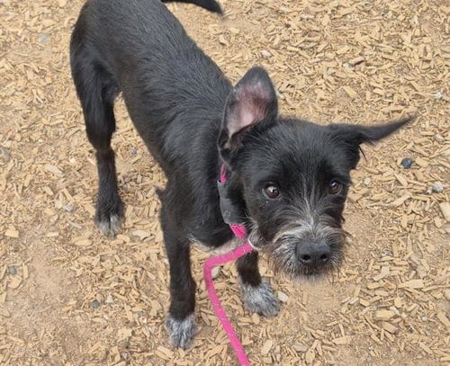 Photo of Curly, adoptable German Wirehaired Pointer in Albuquerque, New Mexico