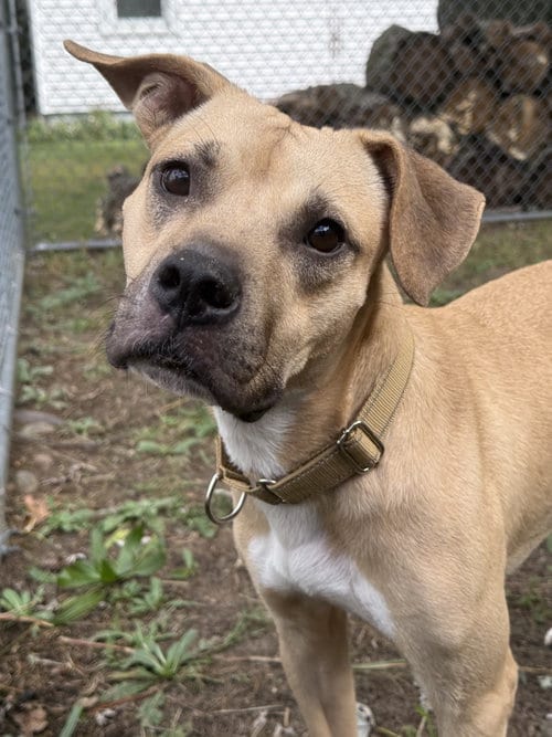 Photo of Summit, adoptable Mountain Cur in Oakhurst, New Jersey