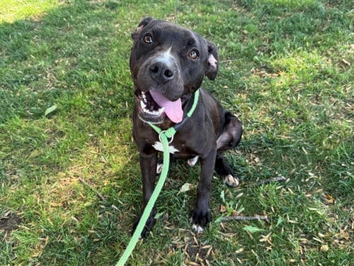 Photo of Benjamin, adoptable Pit Bull Terrier in Antioch, California