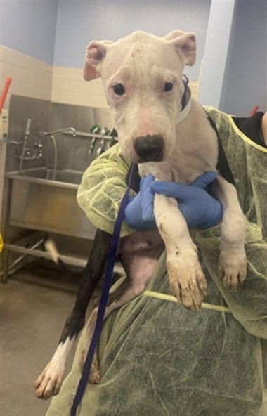 Photo of Thor, adoptable American Pit Bull Terrier in Phoenix, Arizona