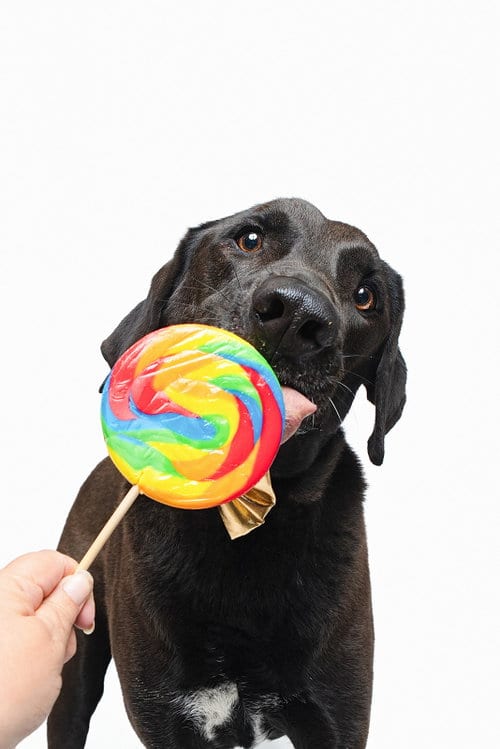 Photo of Levi, adoptable Chocolate Labrador Retriever in Houston, Texas
