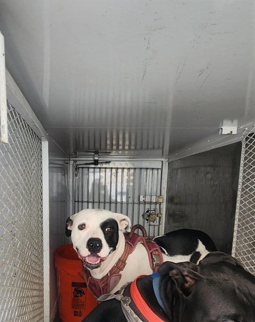 Photo of Rousie, adoptable Pit Bull Terrier in Bakersfield, California