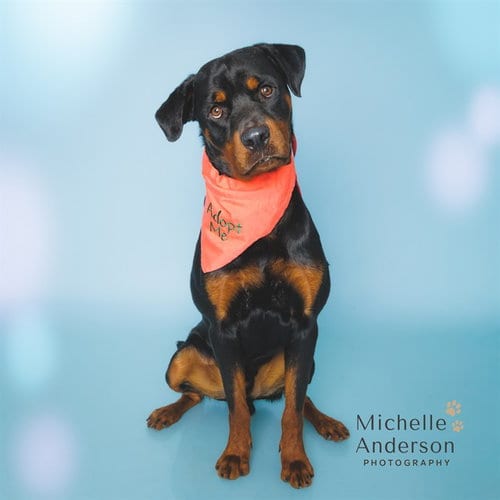 Photo of Barnaby, adoptable Rottweiler in Corona, California