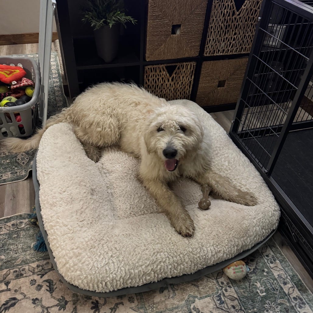 Photo of Fluffers D12766, adoptable Bernese Mountain Dog / Poodle in Princeton area, Minnesota