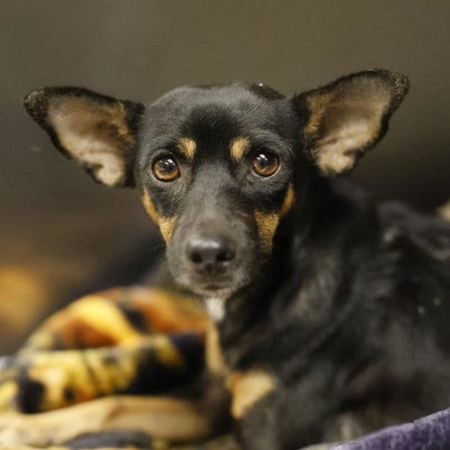 Photo of Hilaria, adoptable Chihuahua in San Antonio, Texas