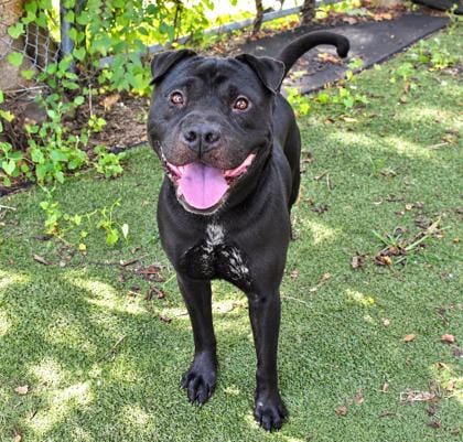 Photo of Knight, adoptable American Staffordshire Terrier in Inverness, Florida