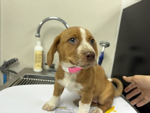 Photo of Dots, adoptable German Shepherd Dog in Visalia, California