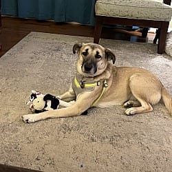 Photo of Diva, adoptable Labrador Retriever Hound (Unknown Type) in Round Hill, Virginia