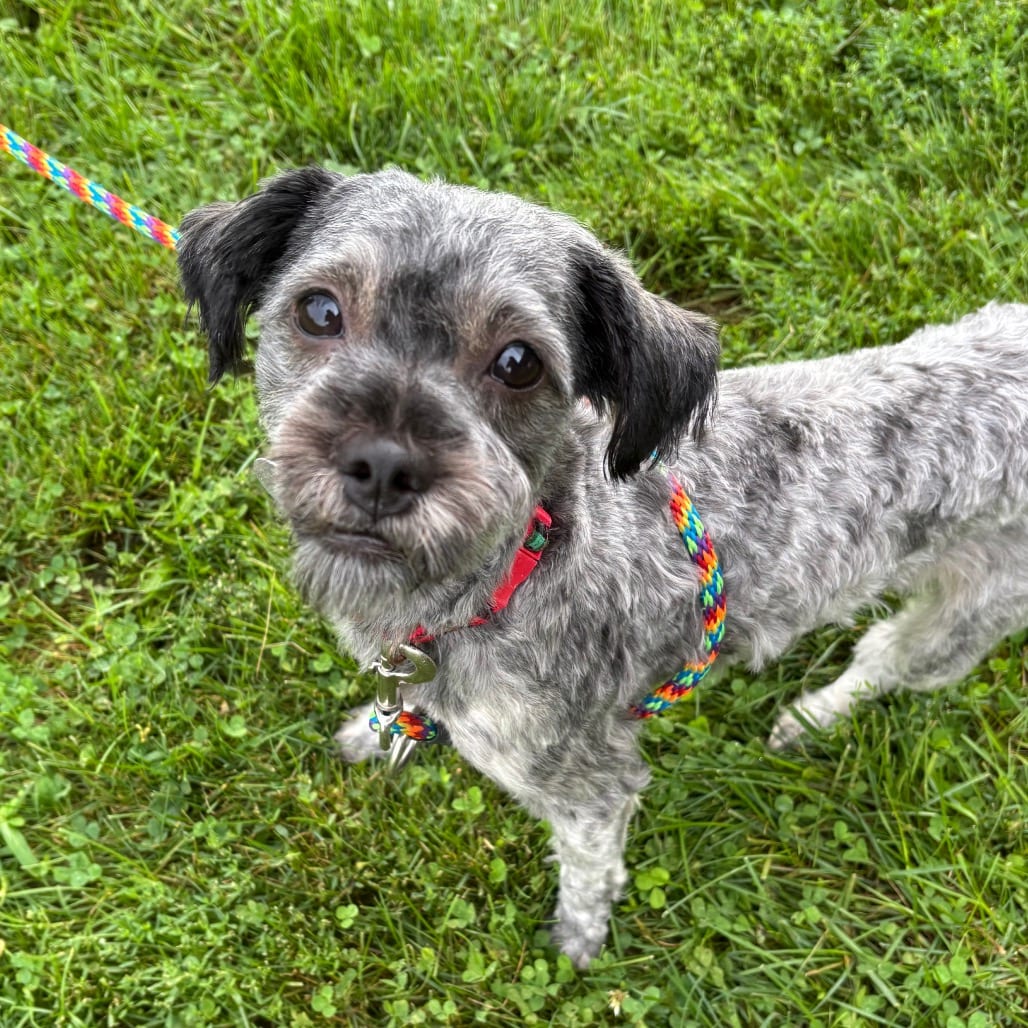 Photo of Wharton Weems, adoptable Poodle in Brookfield, Wisconsin