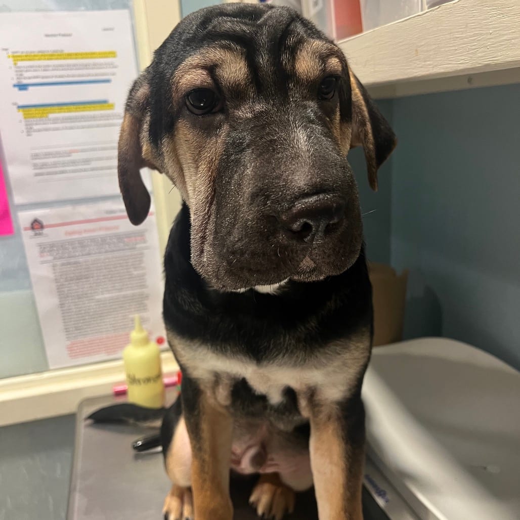 Photo of Walter, adoptable Mixed Breed (Large) in Chattanooga, Tennessee