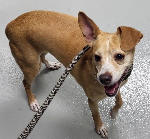 Photo of Ic18 Palina, adoptable Chihuahua cross in Lawrenceville, Georgia