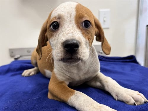 Photo of Zara, adoptable Labrador Retriever in San Clemente, California