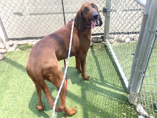 Photo of Snoop, adoptable Bloodhound in Phoenix, Arizona