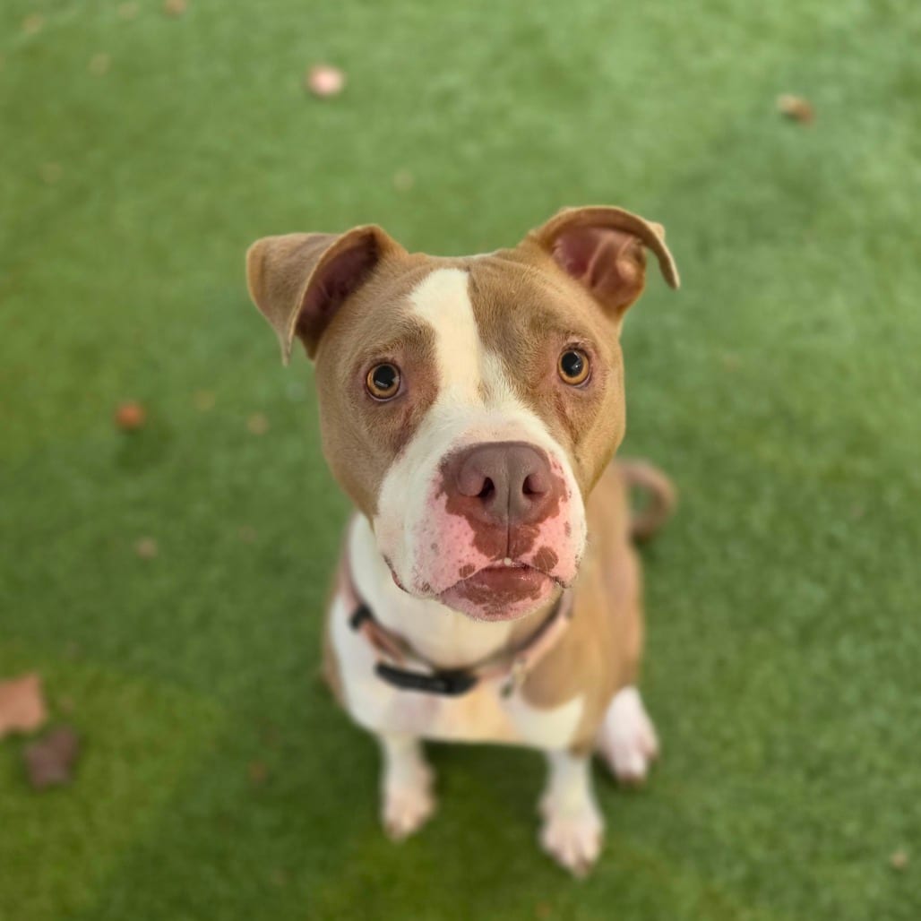 Photo of Looney (Luna), adoptable Terrier, American Pit Bull in Greensboro, North Carolina