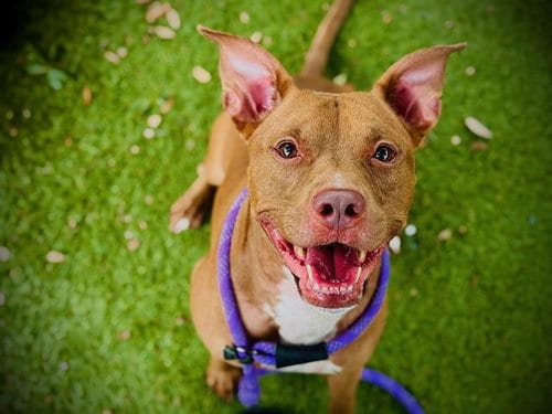 Photo of Boca, adoptable Pit Bull Terrier in Orlando, Florida