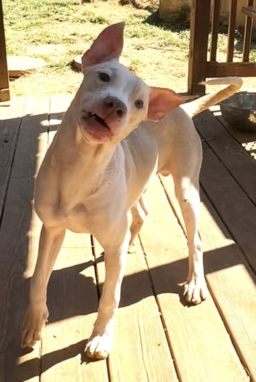 Photo of Creme Saver, adoptable American Pit Bull Terrier in Wetumpka, Alabama