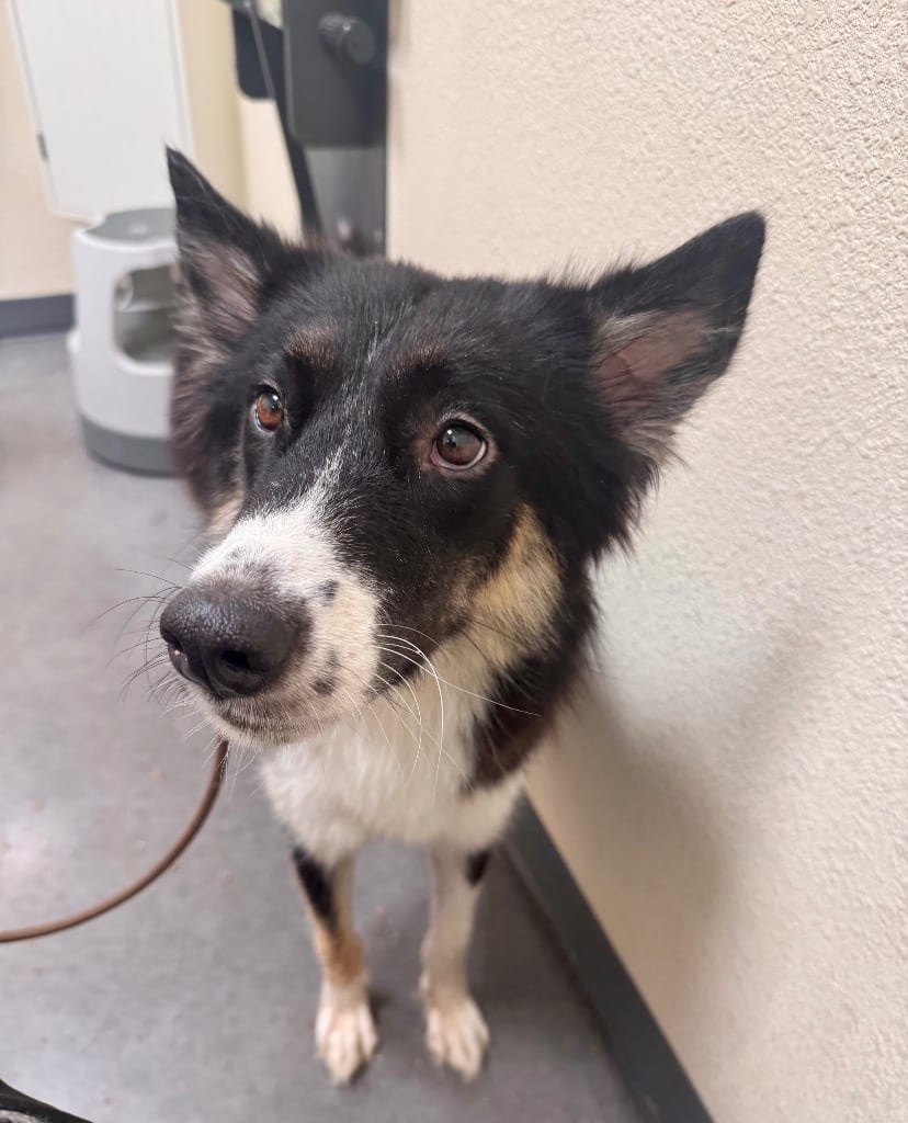 Photo of Bug, adoptable Border Collie in Texas
