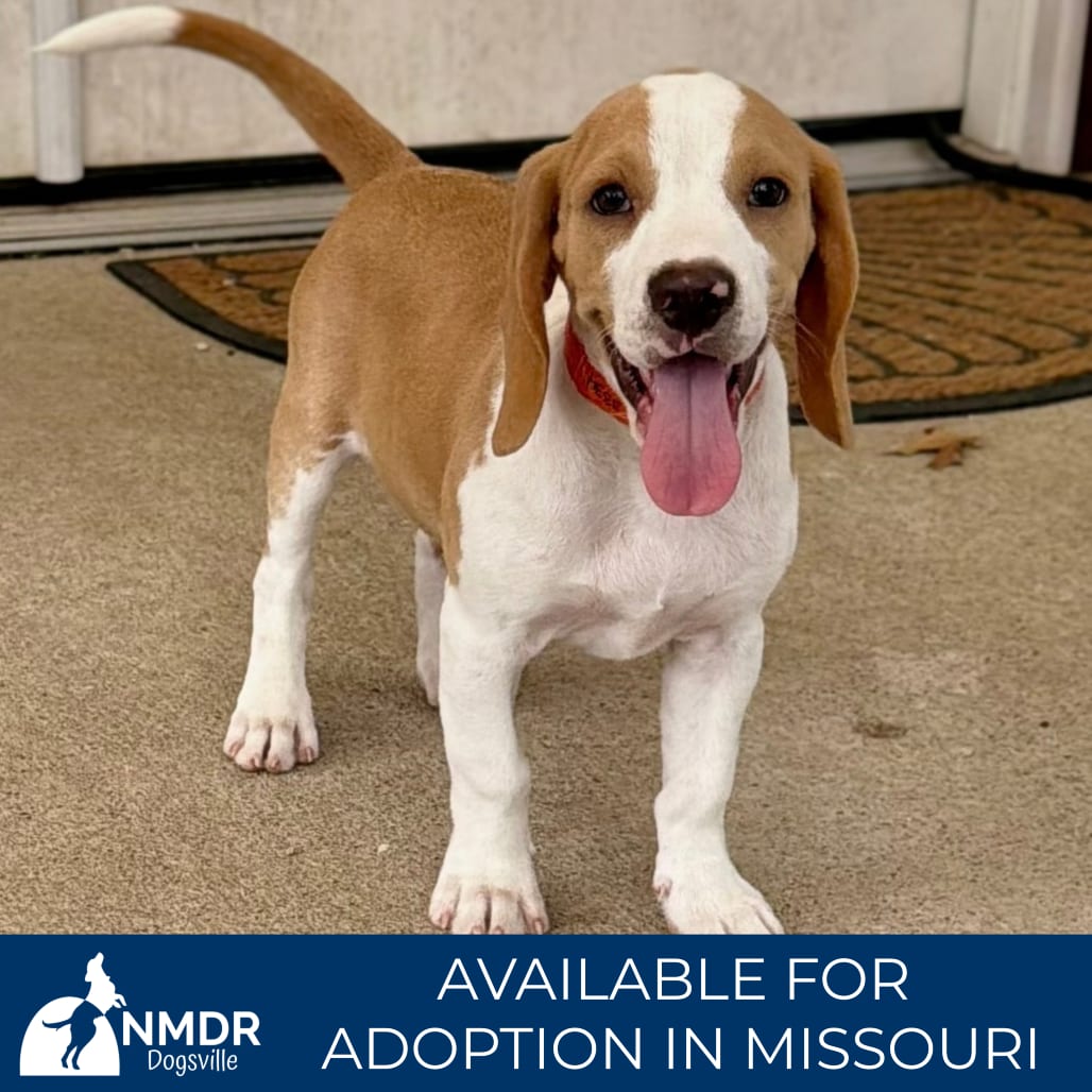 Photo of Rolo - Missouri (S26-135), adoptable Beagle in Colorado Springs, Colorado