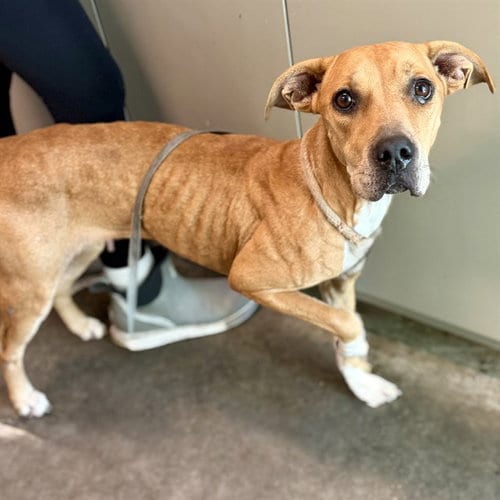 Photo of Weaver, adoptable Black Mouth Cur in Tavares, Florida