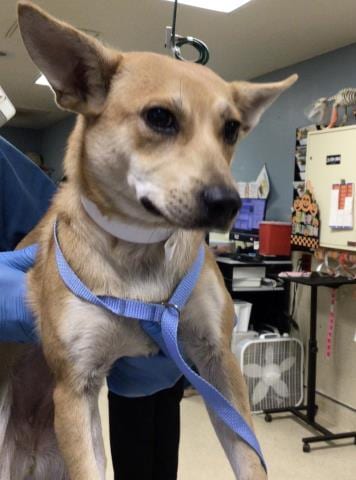 Photo of Judy, adoptable Terrier in Riverside, California