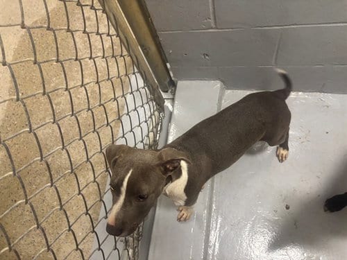 Photo of Barbie, adoptable Pit Bull Terrier in Augusta, Georgia