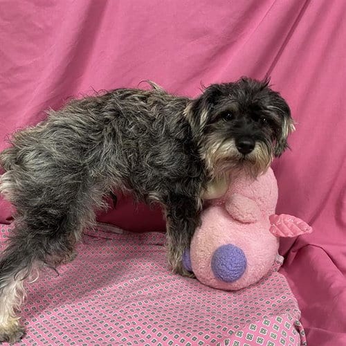Photo of Zeppo, adoptable Miniature Schnauzer in Modesto, California