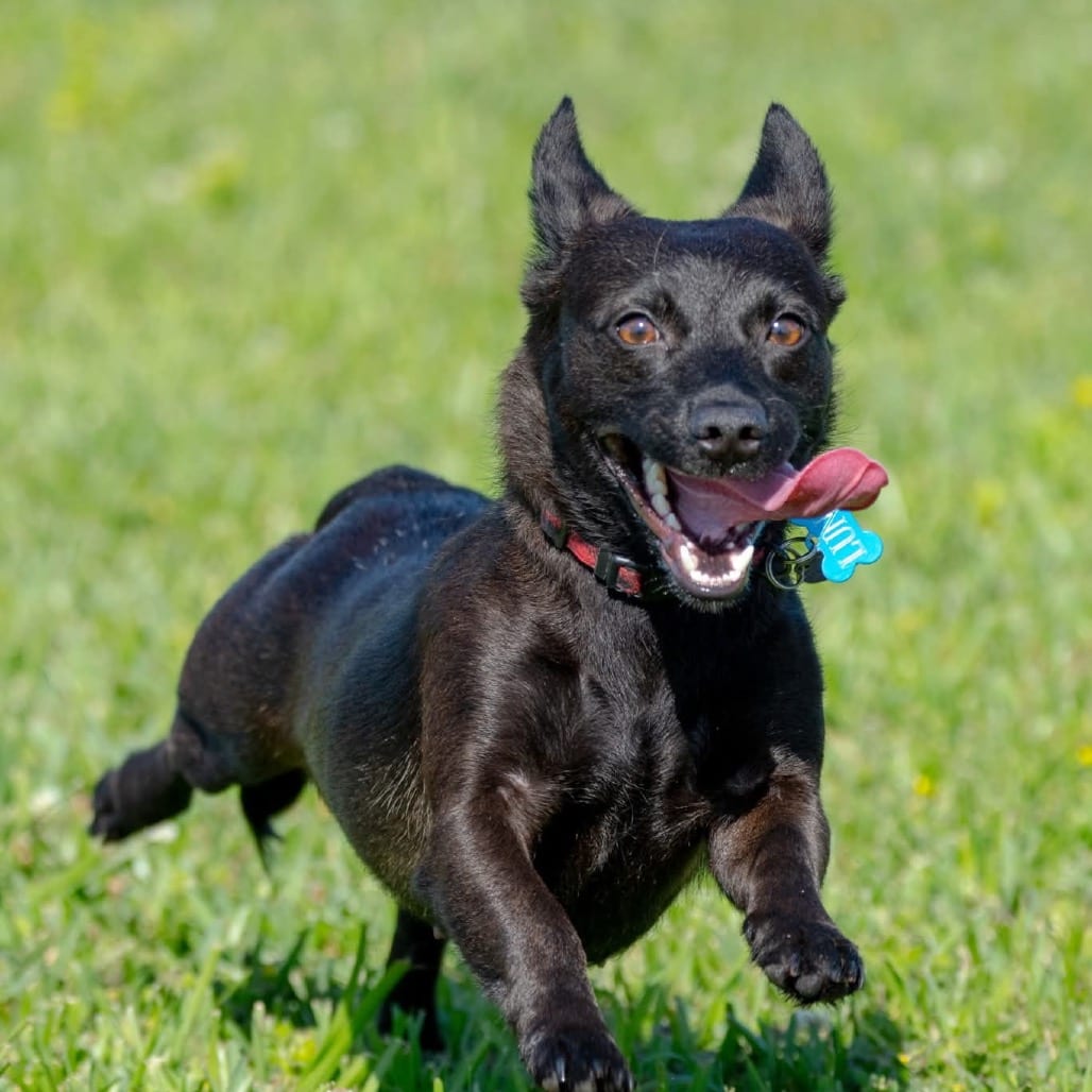Photo of Luna, adoptable dog in Santa Fe, Texas