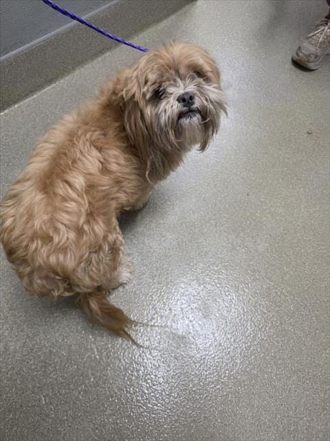 Photo of Hazel, adoptable Shih Tzu in Las Vegas, Nevada