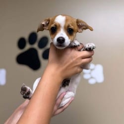 Photo of Austin, adoptable Chihuahua in Frederick, Maryland