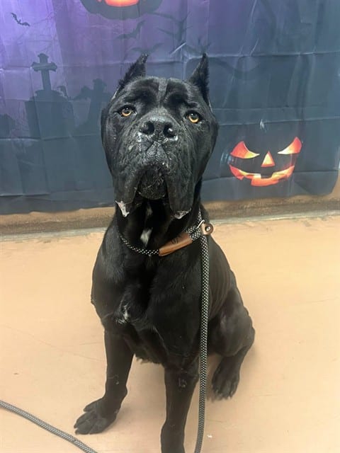 Photo of Odin, adoptable Cane Corso in Chicago, Illinois