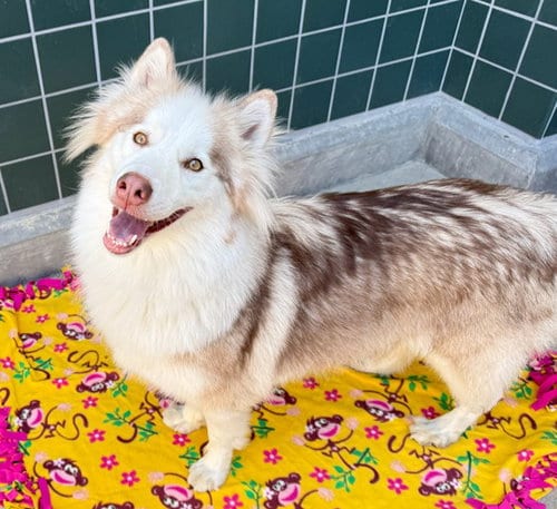 Photo of Wiley, adoptable Siberian Husky in Rancho Cucamonga, California