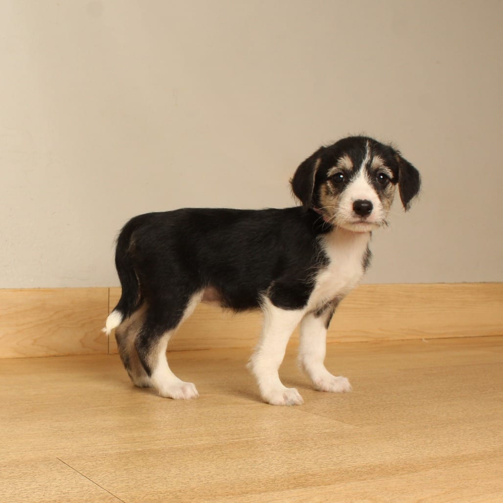 Photo of Kamry D71478, adoptable Terrier, Airedale in Minnesota, Minnesota