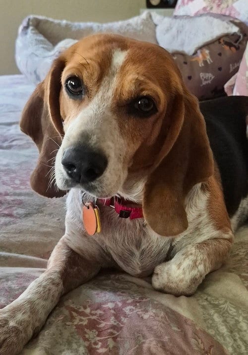 Photo of Colleen, adoptable Beagle in Dunnellon, Florida