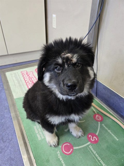 Photo of Nirvana, adoptable German Shepherd Dog in Lompoc, California