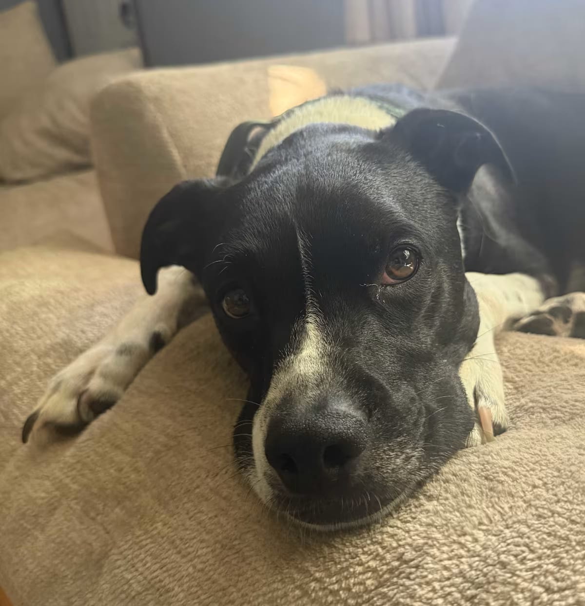 Photo of Frankie, adoptable Boston Terrier Mutt in Wolcott, Connecticut