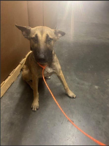 Photo of Marnie, adoptable Belgian Shepherd Malinois in Orange, California