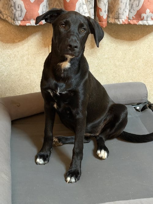 Photo of Vienna, adoptable Labrador Retriever in Nashville, Tennessee