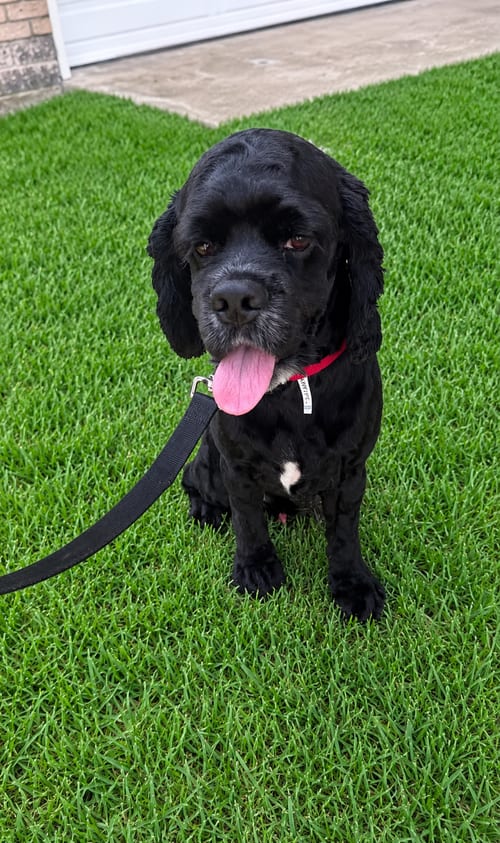 Photo of Burberry, adoptable Cocker Spaniel in Euless, Texas