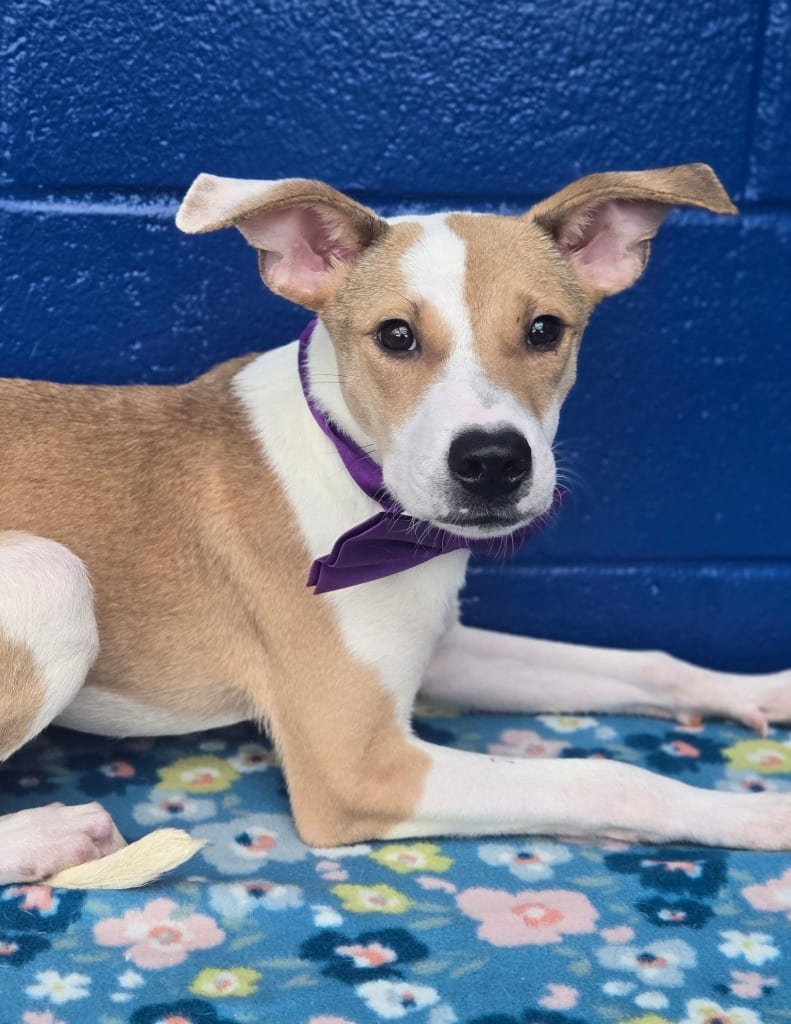 Photo of Red Rock, adoptable Labrador Retriever in Hartsville, South Carolina