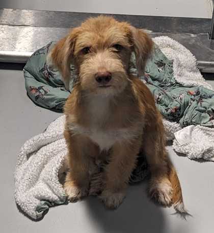 Photo of Scooter~FOSTER or FOSTER TO ADOPT NEEDED, adoptable Terrier in Andover, Minnesota