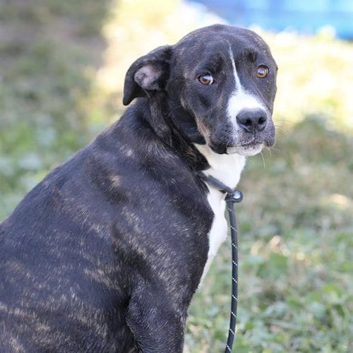 Photo of Flutter Fly, adoptable Pit Bull Terrier in Modesto, California