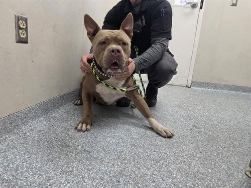 Photo of Bosco, adoptable Pit Bull Terrier in Garland, Texas