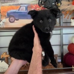 Photo of Spooky, adoptable Shepherd (Unknown Type) Husky in Frederick, Maryland